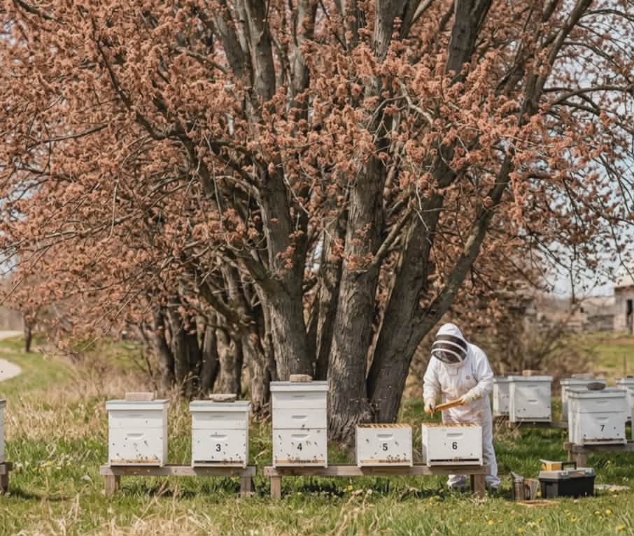 april beekeeping in Ontario