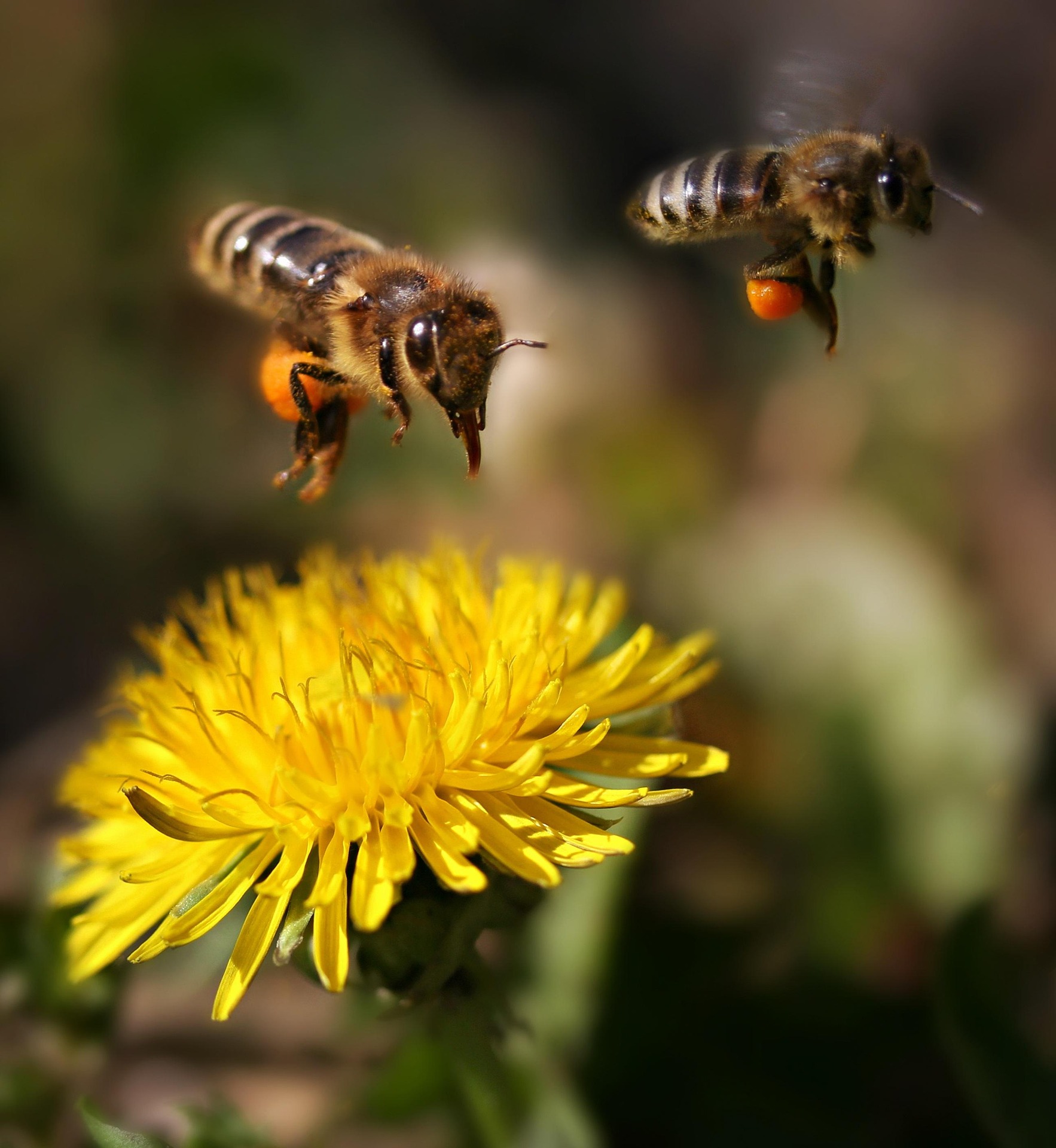 may beekeeping Ontario