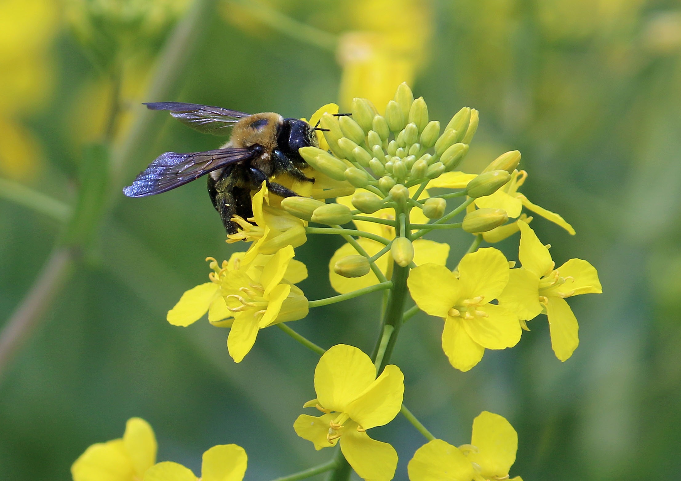 Harvesting Canola Honey in Alberta