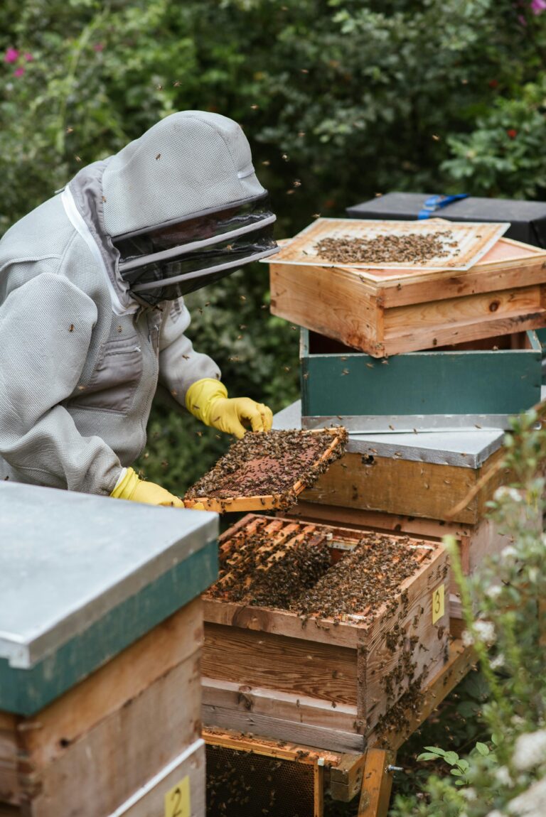 Splitting hives in Ontario