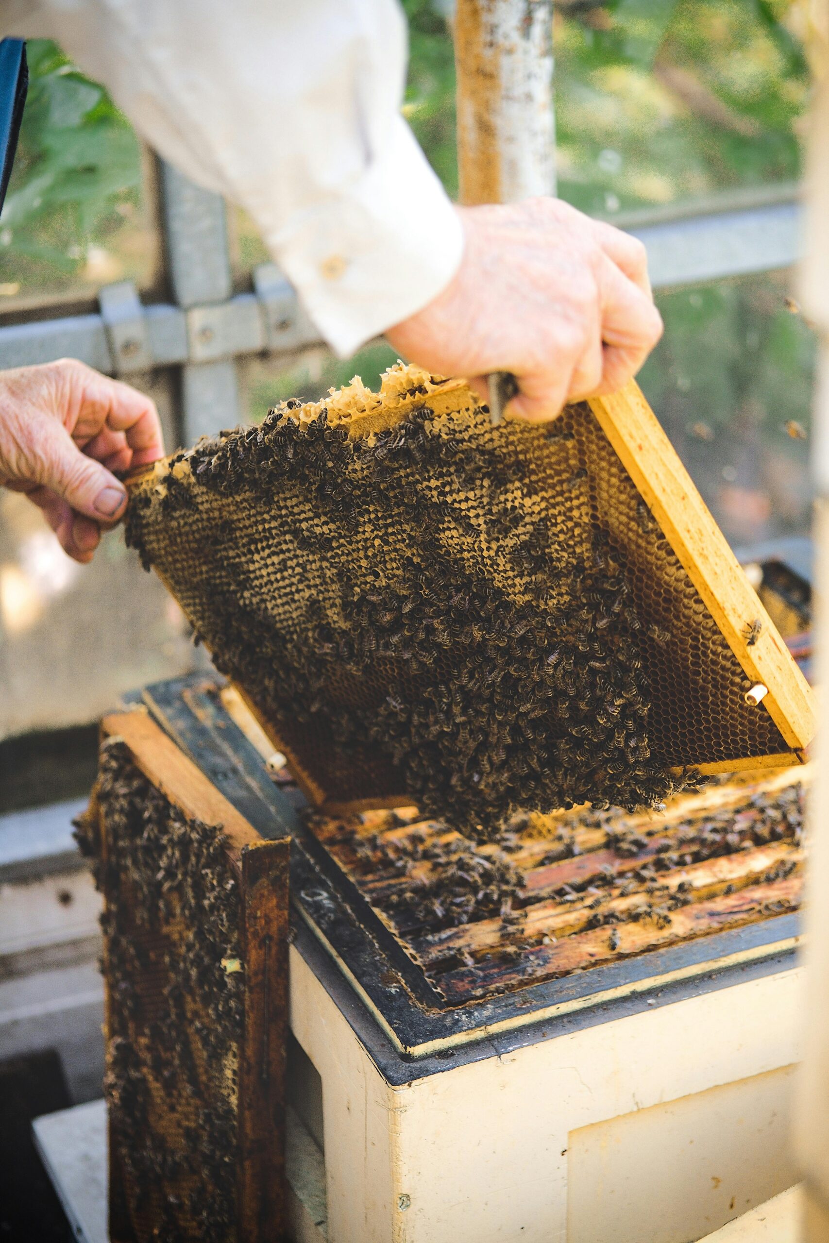 hive splits in Alberta