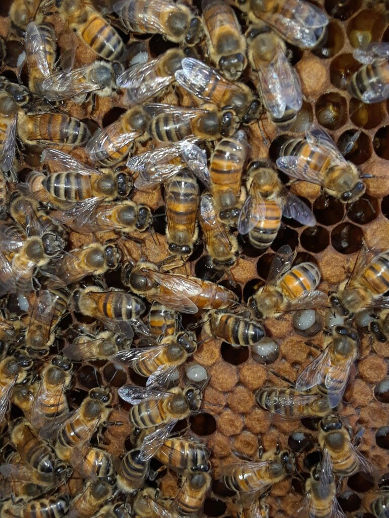 Walk-Away Split vs Mated Queen