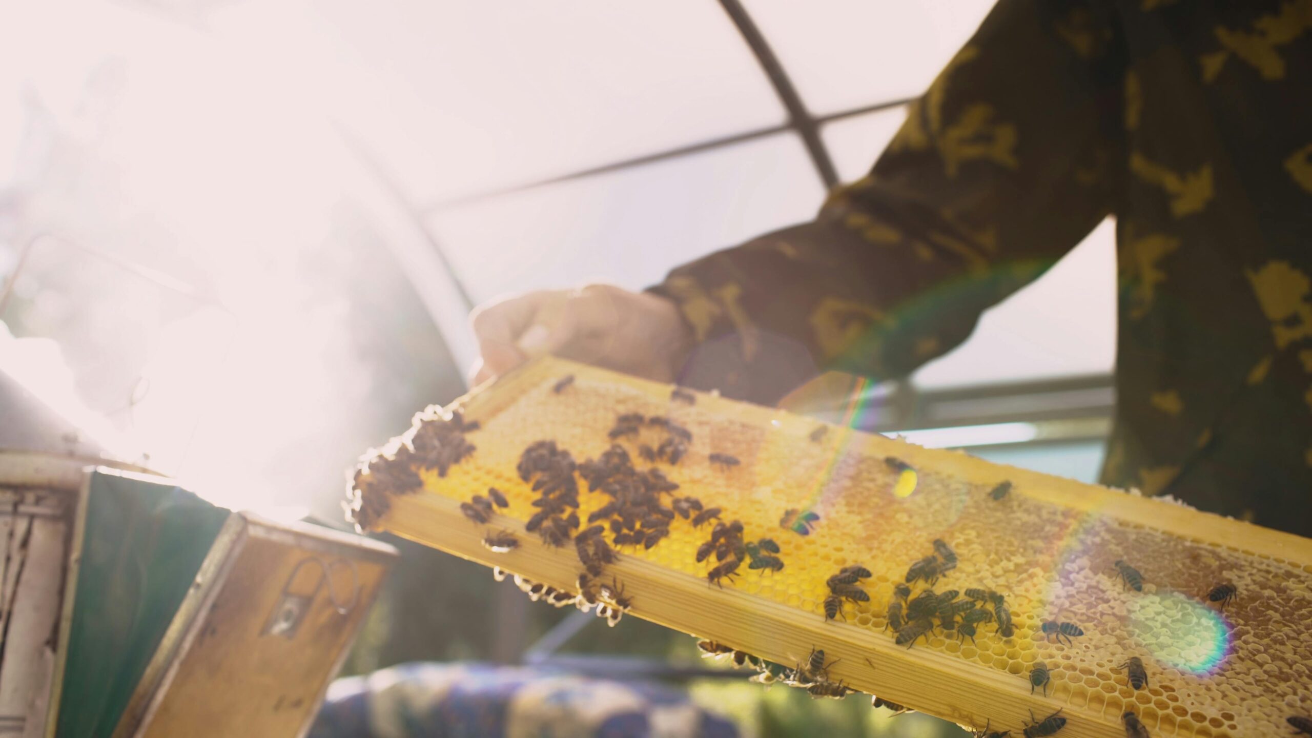 Wind Protection for Bee Hives in Alberta