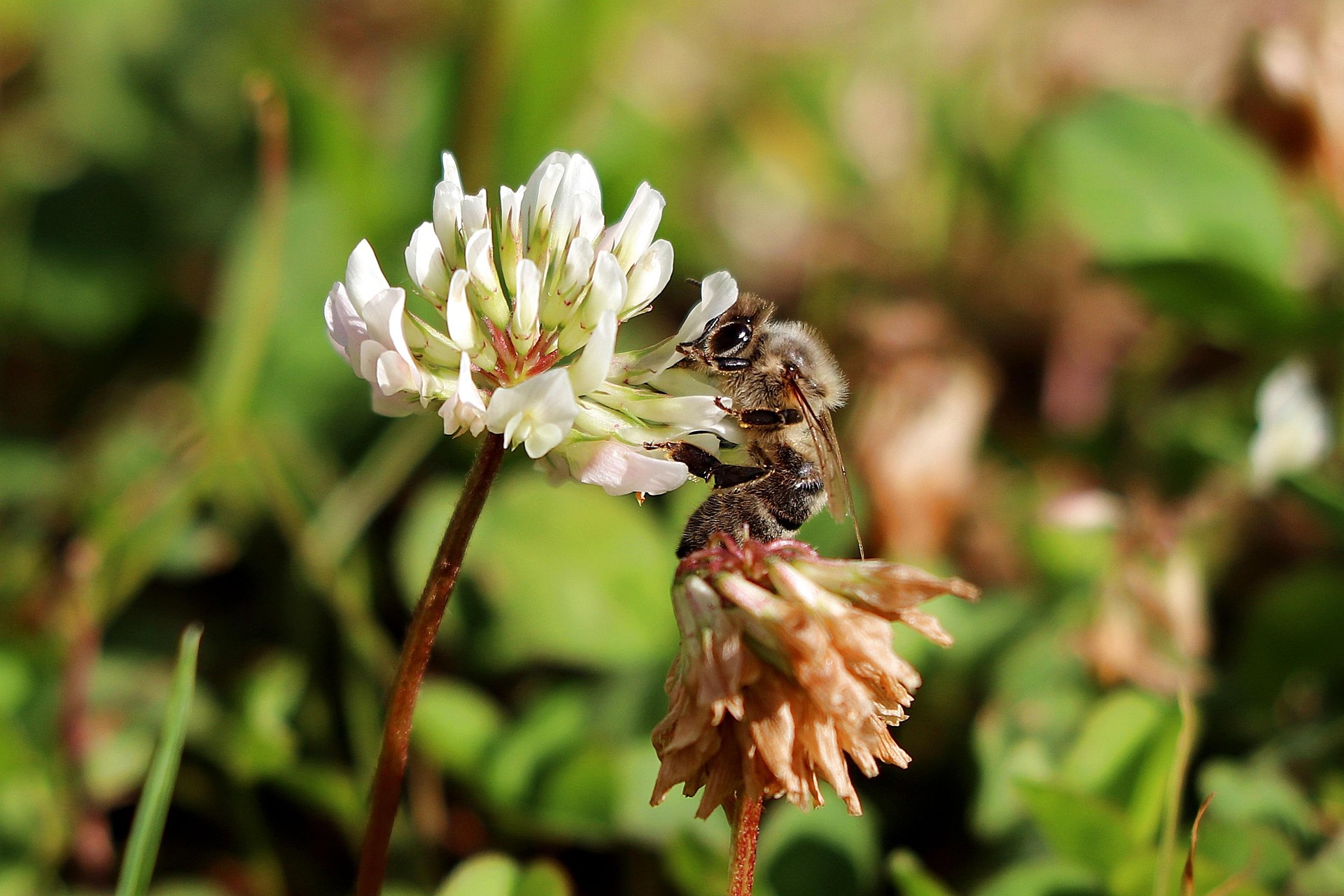 june beekeeping Ontario