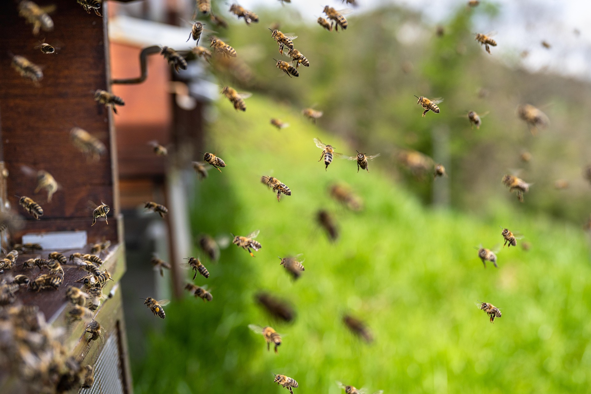 June Beekeeping in Alberta