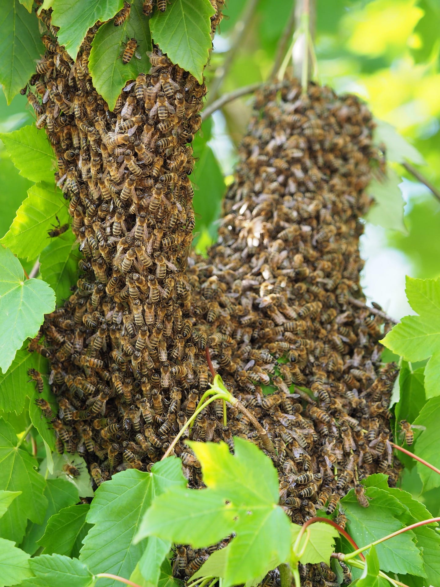 how to catch a bee swarm