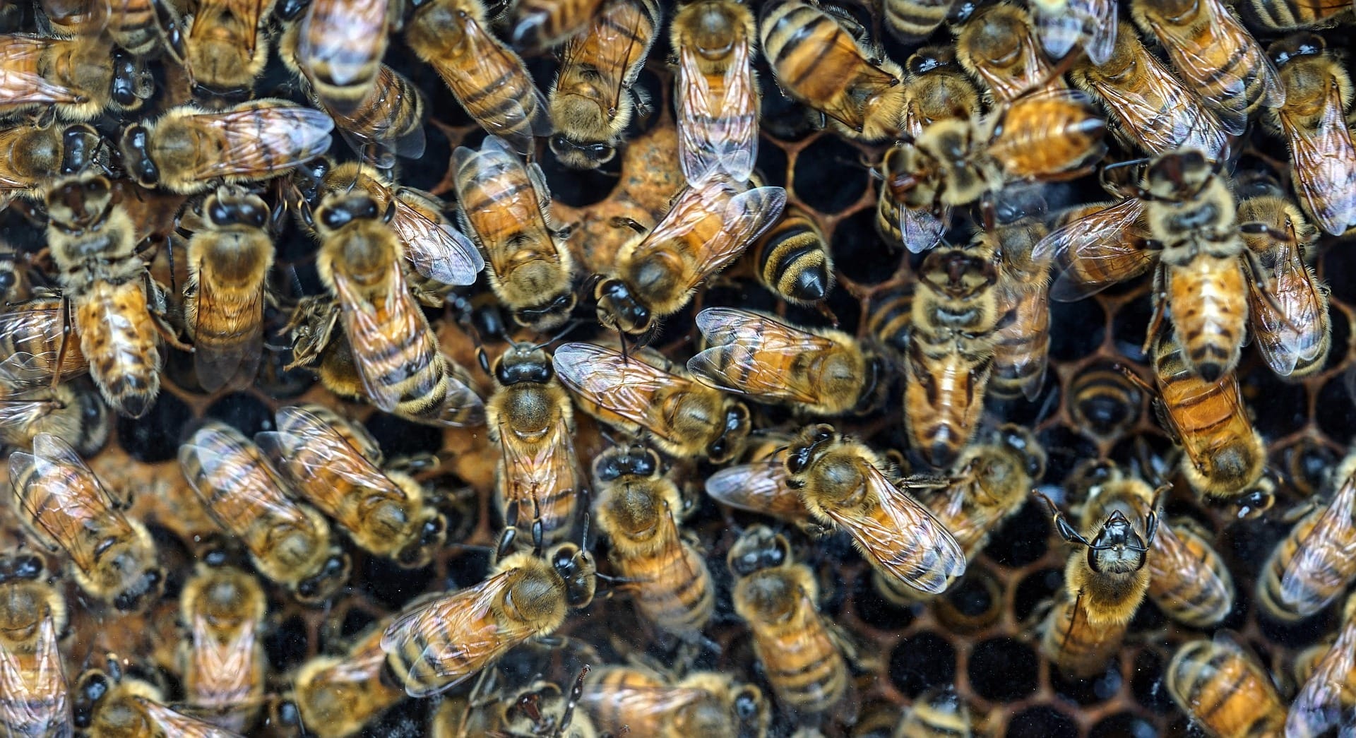 July Bee Splits in Ontario