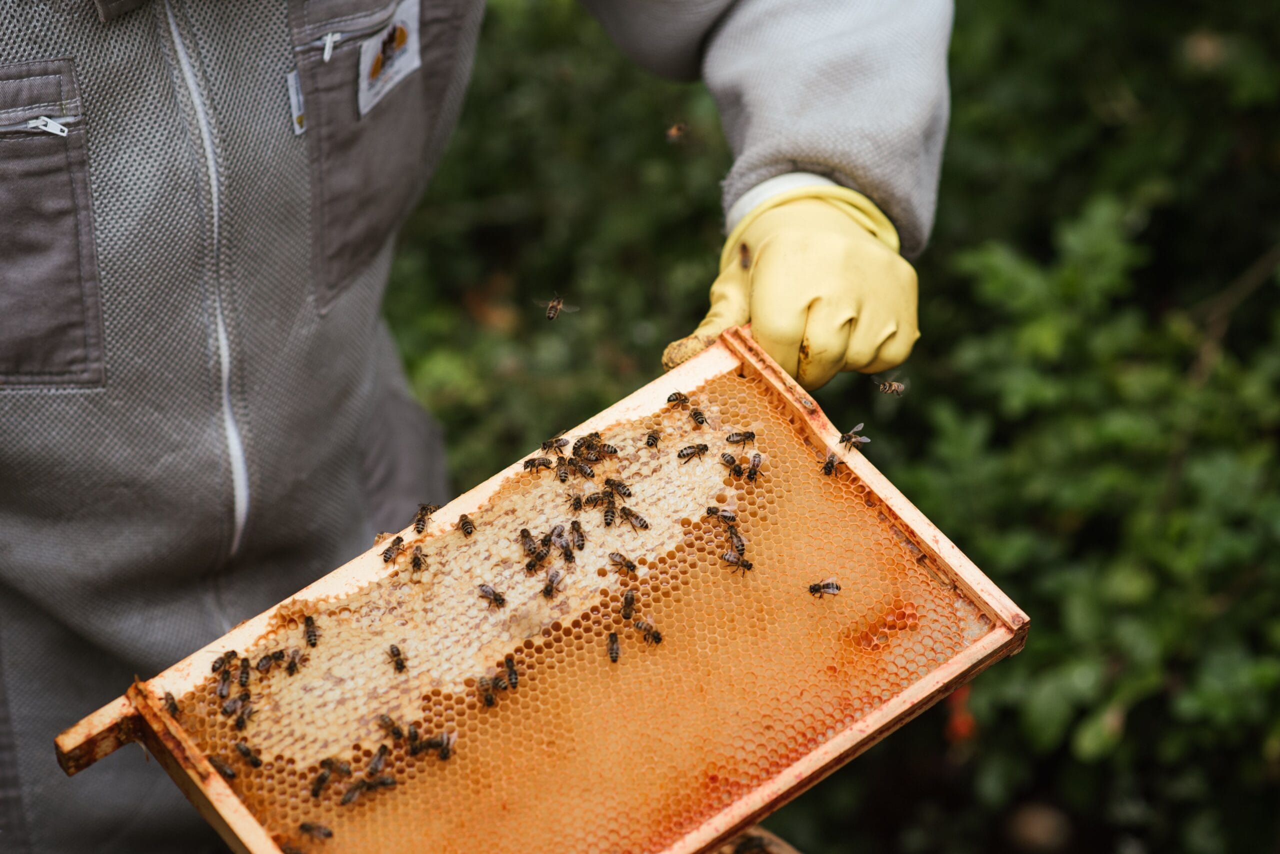Ontario Beekeeping in August