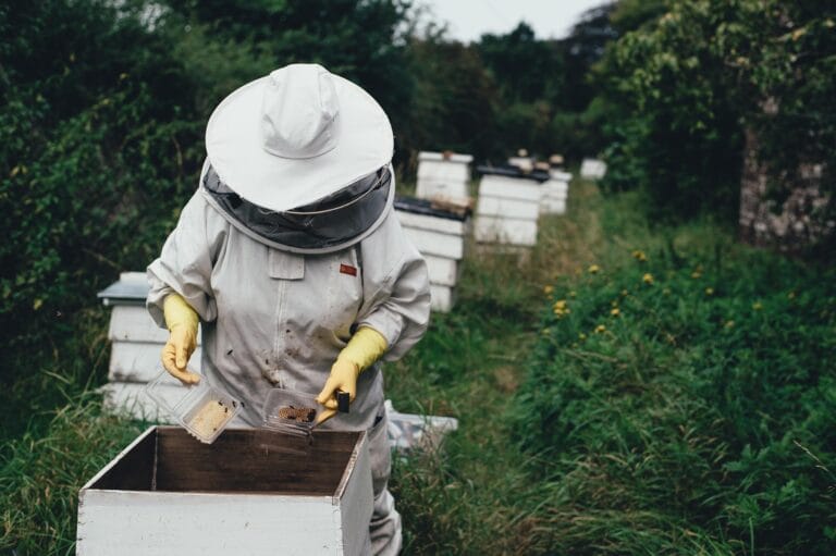 Alberta Beekeeping Summer Splits in July