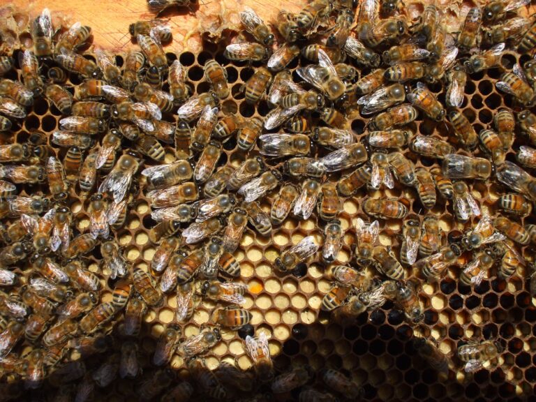 Ontario Beekeeping in September