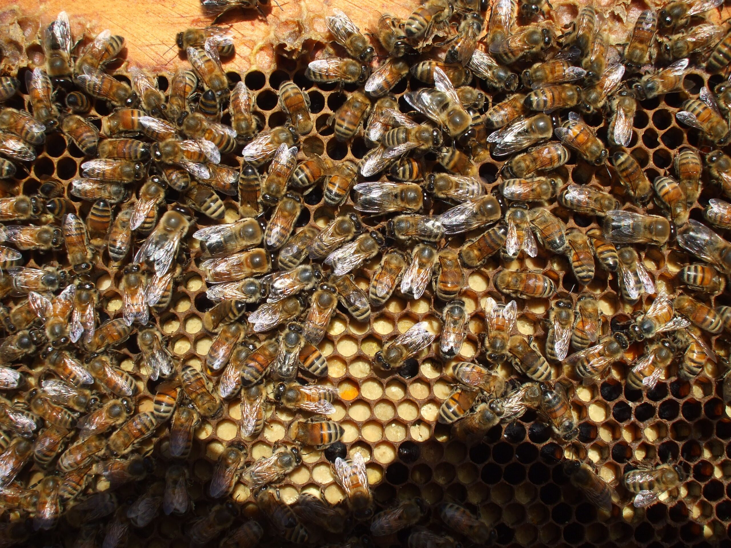Ontario Beekeeping in September