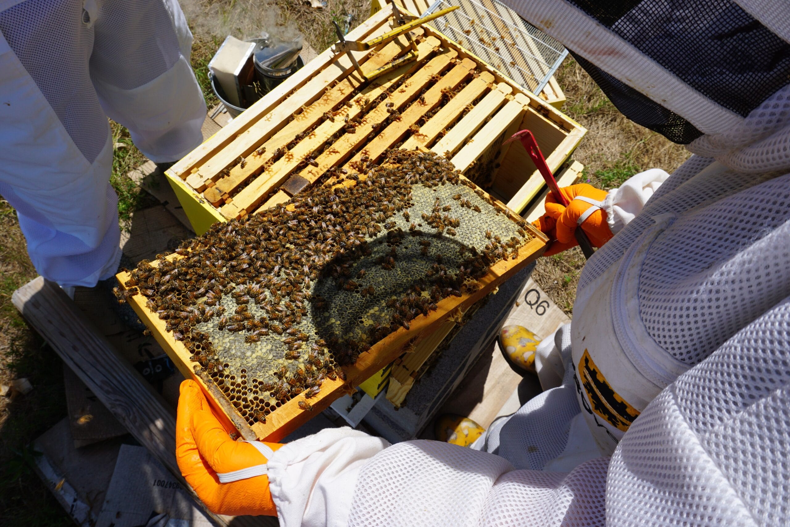Late Summer Varroa Control in Alberta