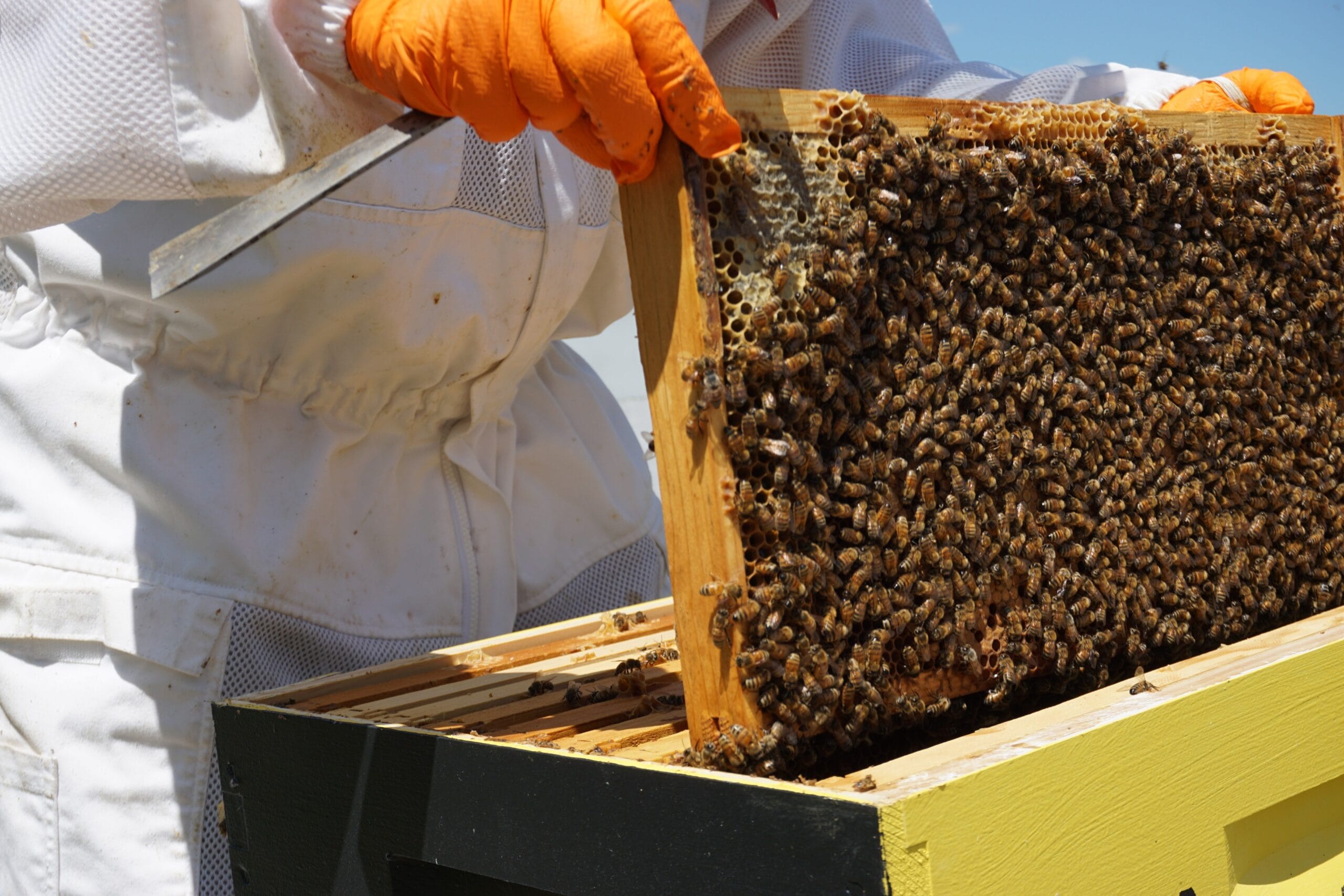 Alberta Beekeeping in August
