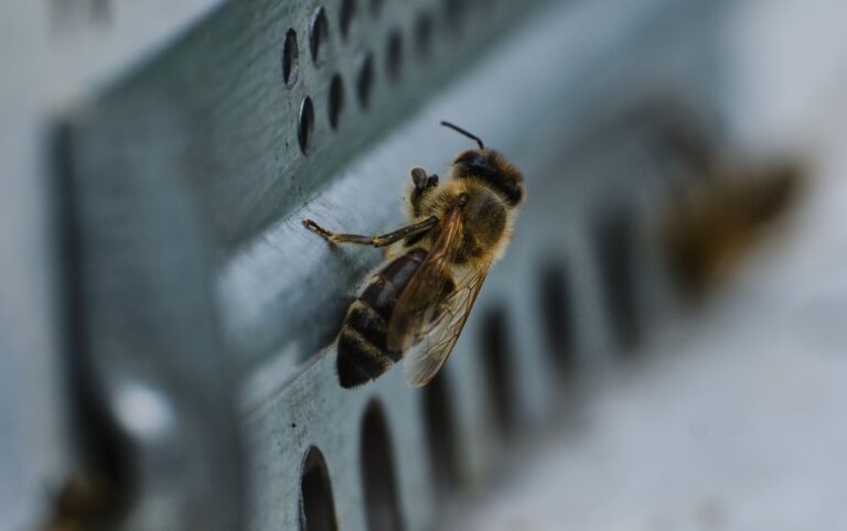 best mouse guards for beehives