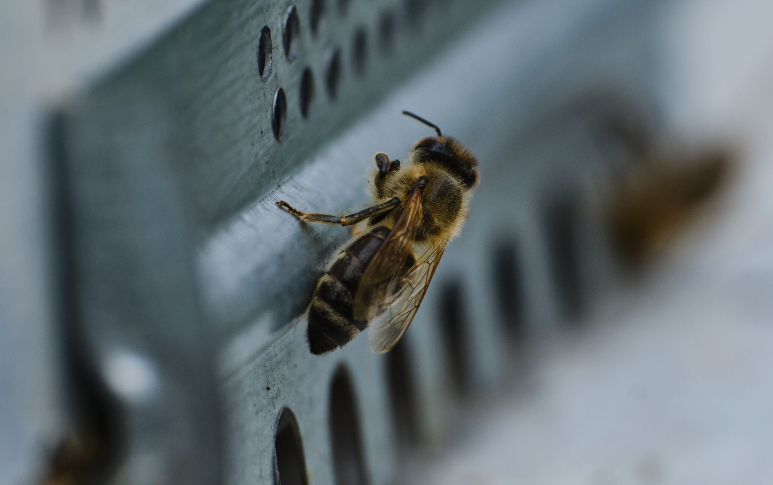 best mouse guards for beehives