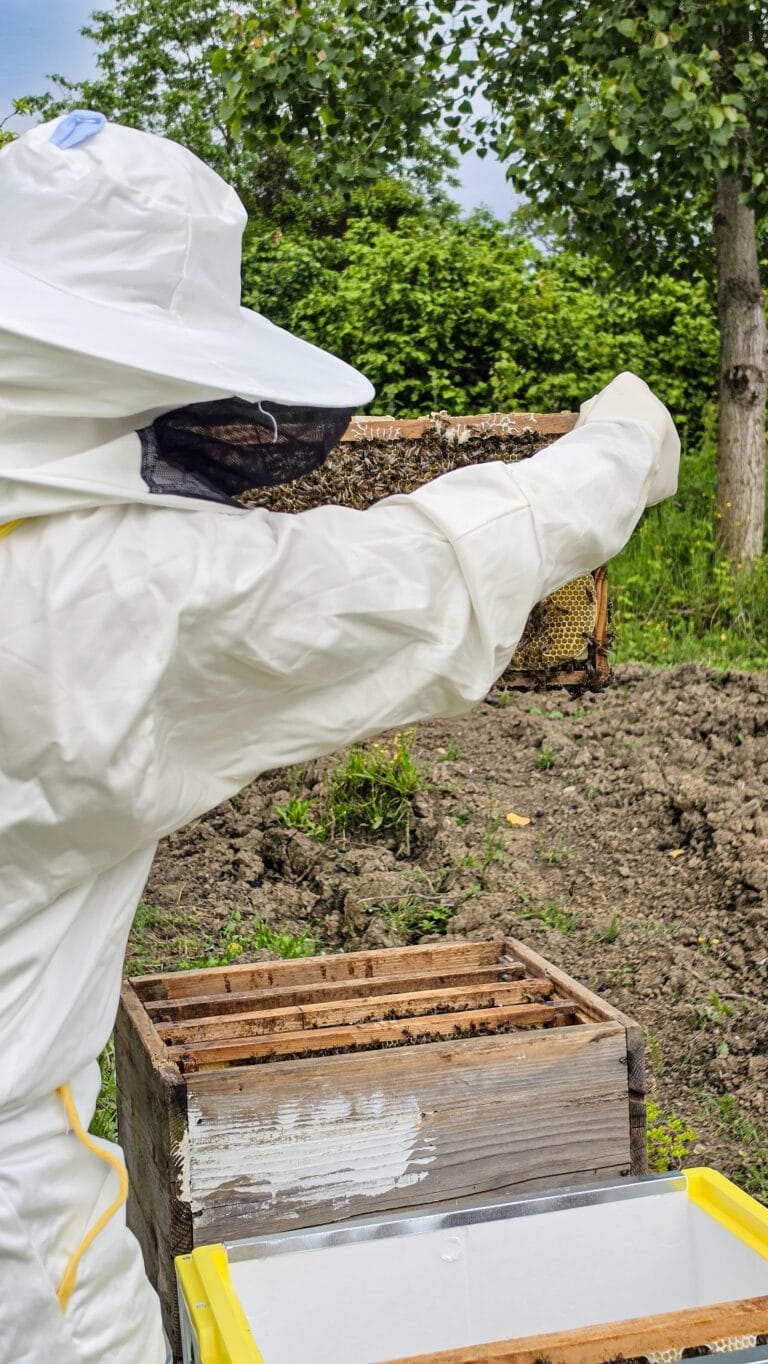 best Varroa treatments for fall
