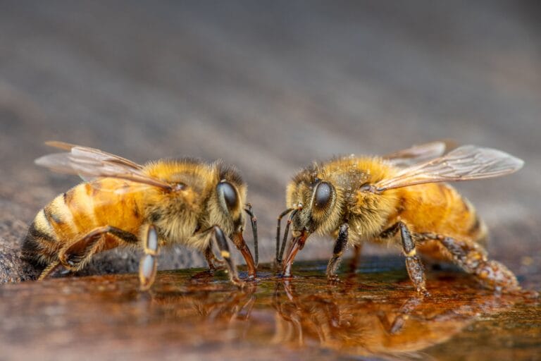 Fall Feeding Strategy for Alberta Bees