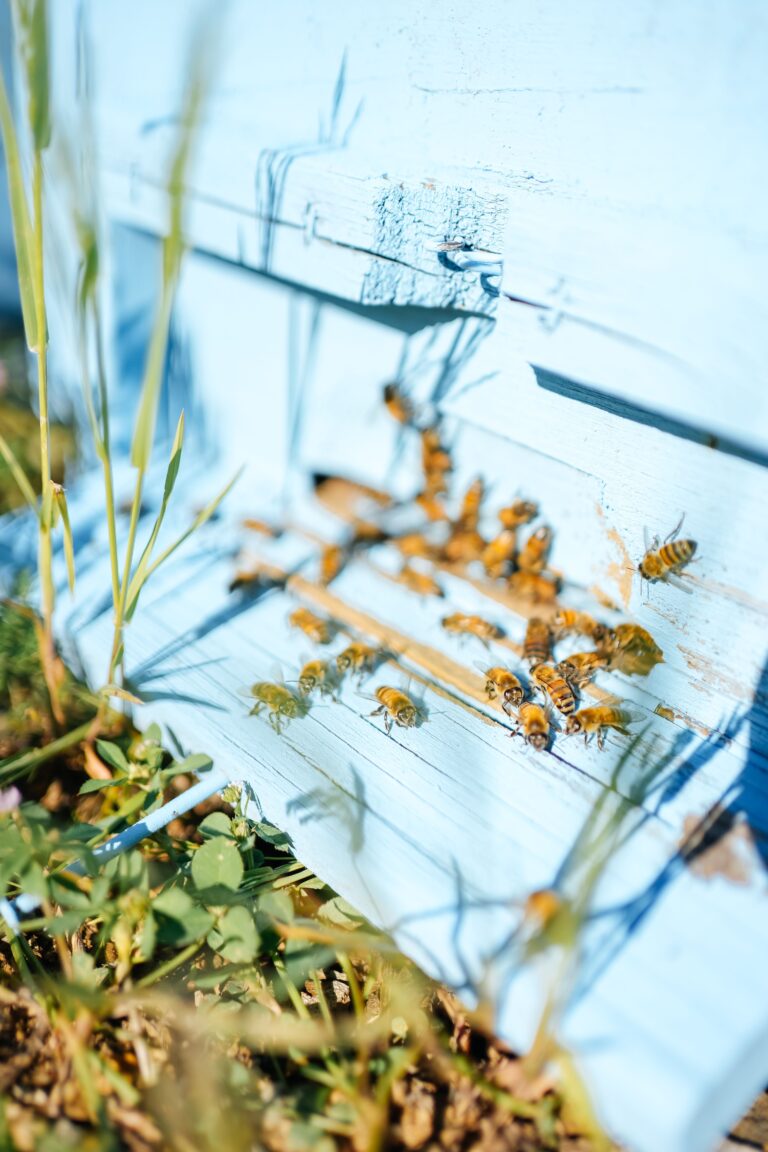 how heavy should a hive be for winter in Ontario